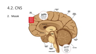 4.2. CNS
2. Mozak
 