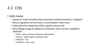 4.2. CNS
• Veliki mozak
• Sastoji se iz dve hemisfere čija je površina uvećana brazdama i vijugama.
• Kora je izgrađena od sive mase a unutrašnjost iz bele mase.
• Svaka polovina mozga kontroliše suprotnu stranu tela.
• Kora velikog mozga je izdeljena na režnjeve: čeoni, temeni, potiljačni i
slepoočni.
• Čeoni – govor, učenje, pamćenje, voljni pokreti
• Temeni – dodir, toplota, hladnoća i bol
• Potiljačni – vid
• Slepoočni – sluh i ukus
 