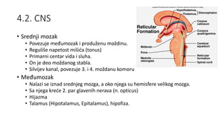 4.2. CNS
• Srednji mozak
• Povezuje međumozak i produženu moždinu.
• Reguliše napetost mišića (tonus)
• Primarni centar vida i sluha.
• On je deo moždanog stabla.
• Silvijev kanal, povezuje 3. i 4. moždanu komoru
• Međumozak
• Nalazi se iznad srednjeg mozga, a oko njega su hemisfere velikog mozga.
• Sa njega kreće 2. par glavenih nerava (n. opticus)
• Hijazma
• Talamus (Hipotalamus, Epitalamus), hipofiza.
 