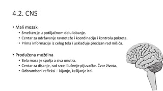 4.2. CNS
• Mali mozak
• Smešten je u potiljačnom delu lobanje.
• Centar za održavanje ravnoteže i koordinaciju i kontrolu pokreta.
• Prima informacije iz celog tela i usklađuje precizan rad mišića.
• Produžena moždina
• Bela masa je spolja a siva unutra.
• Centar za disanje, rad srce i lučenje pljuvačke. Čvor života.
• Odbrambeni refleksi – kijanje, kašljanje itd.
 