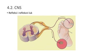 4.2. CNS
• Refleksi i refleksni luk
 