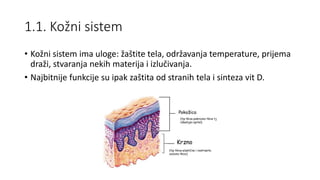 1.1. Kožni sistem
• Kožni sistem ima uloge: žaštite tela, održavanja temperature, prijema
draži, stvaranja nekih materija i izlučivanja.
• Najbitnije funkcije su ipak zaštita od stranih tela i sinteza vit D.
 
