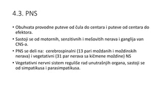 4.3. PNS
• Obuhvata provodne puteve od čula do centara i puteve od centara do
efektora.
• Sastoji se od motornih, senzitivnih i mešovitih nerava i ganglija van
CNS-a.
• PNS se deli na: cerebrospinalni (13 pari moždanih i moždinskih
nerava) i vegetativni (31 par nerava sa kičmene moždine) NS
• Vegetativni nervni sistem reguliše rad unutrašnjih organa, sastoji se
od simpatikusa i parasimpatikusa.
 