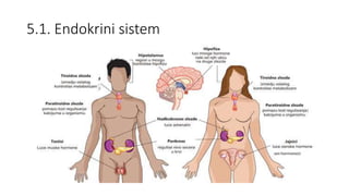 5.1. Endokrini sistem
 