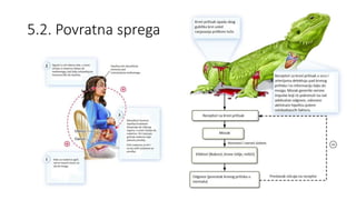 5.2. Povratna sprega
 