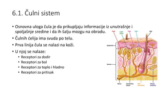 6.1. Čulni sistem
• Osnovna uloga čula je da prikupljaju informacije iz unutrašnje i
spoljašnje sredine i da ih šalju mozgu na obradu.
• Čulnih ćelija ima svuda po telu.
• Prva linija čula se nalazi na koži.
• U njoj se nalaze:
• Receptori za dodir
• Receptori za bol
• Receptori za toplo i hladno
• Receptori za pritisak
 