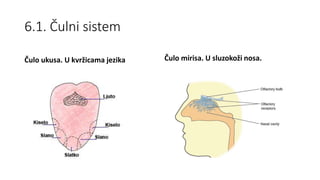 6.1. Čulni sistem
Čulo ukusa. U kvržicama jezika Čulo mirisa. U sluzokoži nosa.
 
