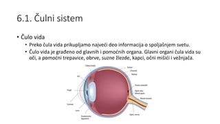6.1. Čulni sistem
• Čulo vida
• Preko čula vida prikupljamo najveći deo informacija o spoljašnjem svetu.
• Čulo vida je građeno od glavnih i pomoćnih organa. Glavni organi čula vida su
oči, a pomoćni trepavice, obrve, suzne žlezde, kapci, očni mišići i vežnjača.
 
