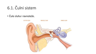6.1. Čulni sistem
• Čulo sluha i ravnoteže.
 