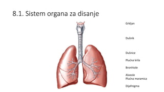 8.1. Sistem organa za disanje
Grkljan
Dušnik
Dušnice
Plućna krila
Bronhiole
Alveole
Plućna maramica
Dijafregma
 