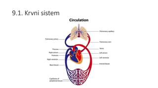 9.1. Krvni sistem
 