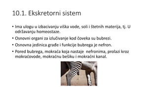 10.1. Ekskretorni sistem
• Ima ulogu u izbacivanju viška vode, soli i štetnih materija, tj. U
održavanju homeostaze.
• Osnovni organi za izlučivanje kod čoveka su bubrezi.
• Osnovna jedinica građe i funkcije bubrega je nefron.
• Pored bubrega, mokraća koja nastaje nefronima, prolazi kroz
mokraćovode, mokraćnu bešiku i mokraćni kanal.
 