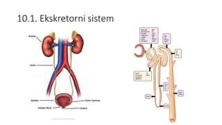 10.1. Ekskretorni sistem
 