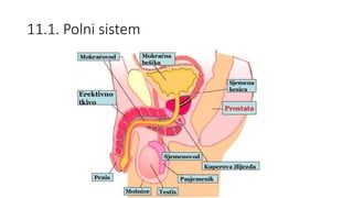11.1. Polni sistem
 