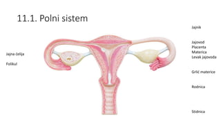 11.1. Polni sistem
Jajnik
Jajovod
Placenta
Materica
Levak jajovoda
Grlić materice
Rodnica
Stidnica
Jajna ćelija
Folikul
 