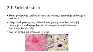 2.1. Skeletni sistem
• Skelet predstavlja stabilnu osnovu organizma, sagrađen je od kostiju i
hrskavice.
• Uloge: podupireorgane, štiti vitalne organe (grudni koš, lobanja)
učestvuje u izvođenju pokreta i održavanju stava, učestvuje u
formiranju krvnih ćelija.
• Kosti se sastoje od krečnjaka i oseina.
 