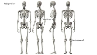 Kosti glave su?
Kosti trupa su?
Kosti udova su?
 