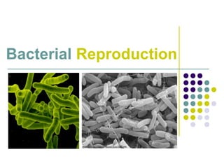 Bacterial Reproduction
 