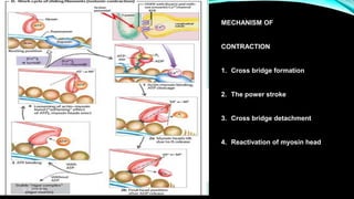 7. muscle contraction lecture 2 | PPTX