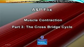 7. muscle contraction lecture 2 | PPTX