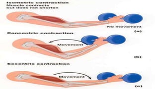 7. muscle contraction lecture 2 | PPTX