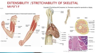 Muscular Strength Component 7. muscle contraction lecture 2 | PPTX