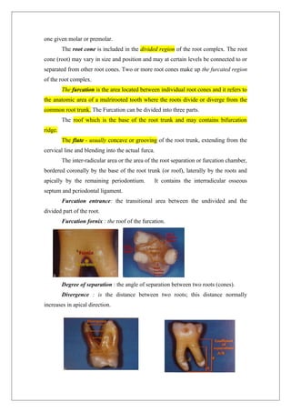 one given molar or premolar.
The root cone is included in the divided region of the root complex. The root
cone (root) may vary in size and position and may at certain levels be connected to or
separated from other root cones. Two or more root cones make up the furcated region
of the root complex.
The furcation is the area located between individual root cones and it refers to
the anatomic area of a mulrirooted tooth where the roots divide or diverge from the
common root trunk. The Furcation can be divided into three parts.
The roof which is the base of the root trunk and may contains bifurcation
ridge.
The flute - usually concave or grooving of the root trunk, extending from the
cervical line and blending into the actual furca.
The inter-radicular area or the area of the root separation or furcation chamber,
bordered coronally by the base of the root trunk (or roof), laterally by the roots and
apically by the remaining periodontium. It contains the interradicular osseous
septum and pcriodontal ligament.
Furcation entrance: the transitional area between the undivided and the
divided part of the root.
Furcation fornix : the roof of the furcation.
Degree of separation : the angle of separation between two roots (cones).
Divergence : is the distance between two roots; this distance normally
increases in apical direction.
 