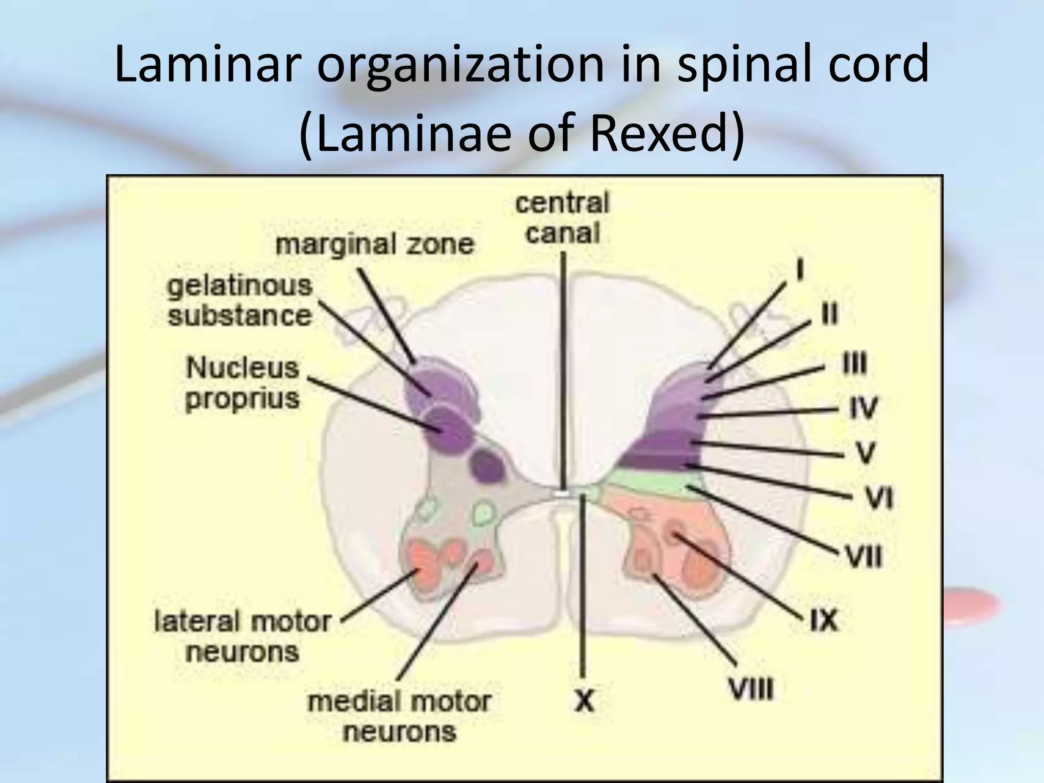 Rexed Laminae Function Spinal cord & its tracts I (Ascending tracts) | PPTX