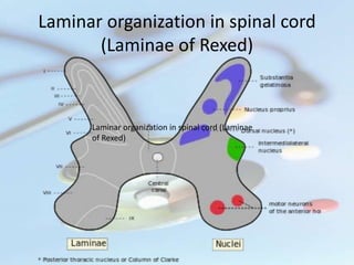 Rexed Laminae Function Spinal cord & its tracts I (Ascending tracts) | PPTX