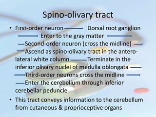 Spinal cord & its tracts I (Ascending tracts) | PPTX