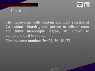 Pokhara University
School of Health and Allied Sciences
The mesocarpic cells contain abundant rosettes of
Ca-oxalates. Starch grains present in cells of outer
and inner mesocarpic region, are simple to
compound oval to round.
Chromosome number: 2n=24, 36, 48, 72
July 3, 2018 10
 