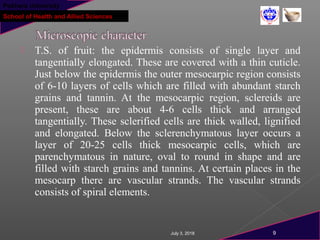 Pokhara University
School of Health and Allied Sciences
 T.S. of fruit: the epidermis consists of single layer and
tangentially elongated. These are covered with a thin cuticle.
Just below the epidermis the outer mesocarpic region consists
of 6-10 layers of cells which are filled with abundant starch
grains and tannin. At the mesocarpic region, sclereids are
present, these are about 4-6 cells thick and arranged
tangentially. These sclerified cells are thick walled, lignified
and elongated. Below the sclerenchymatous layer occurs a
layer of 20-25 cells thick mesocarpic cells, which are
parenchymatous in nature, oval to round in shape and are
filled with starch grains and tannins. At certain places in the
mesocarp there are vascular strands. The vascular strands
consists of spiral elements.
July 3, 2018 9
 