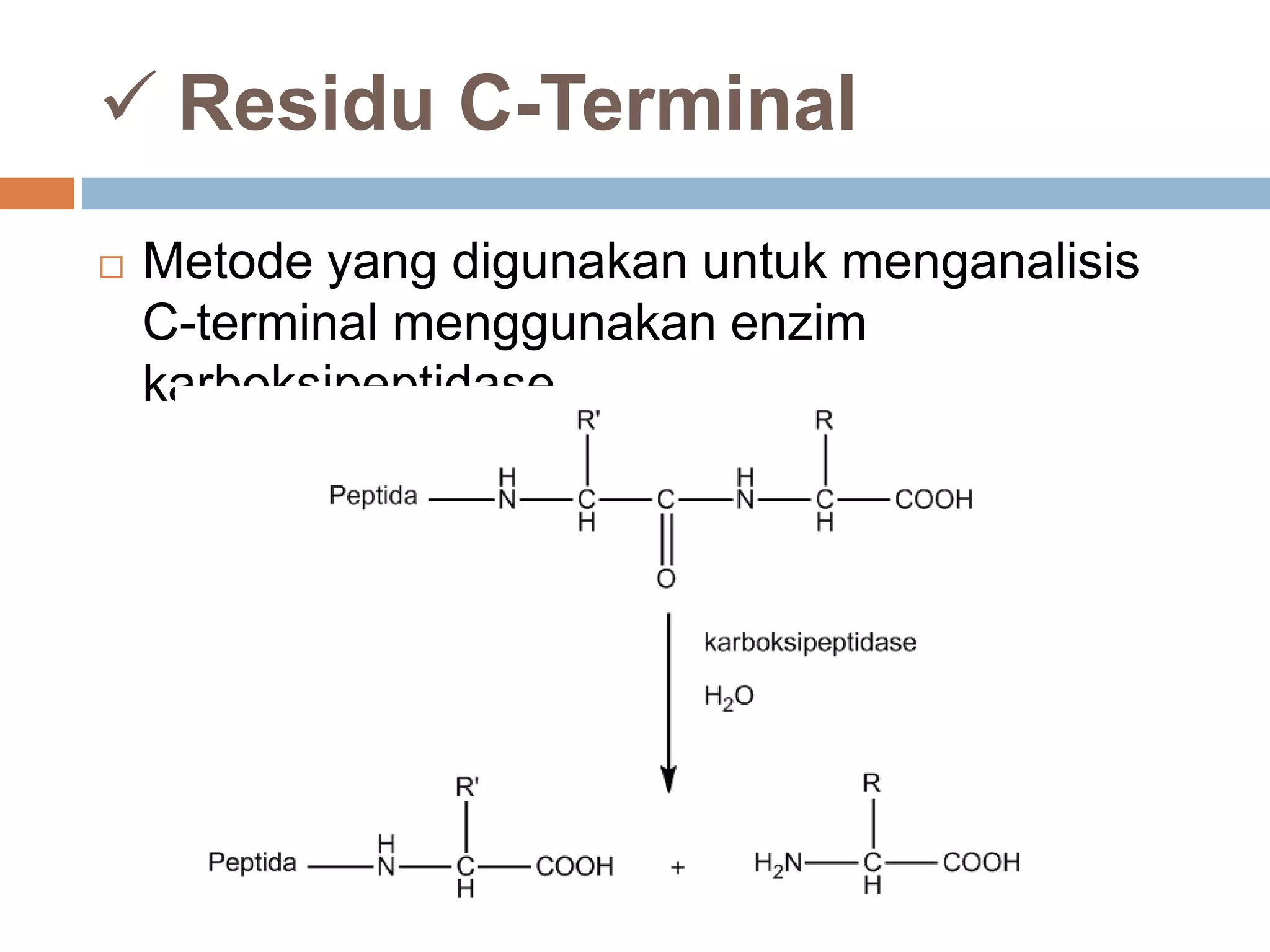  Residu C-Terminal
 Metode yang digunakan untuk menganalisis
C-terminal menggunakan enzim
karboksipeptidase.
 