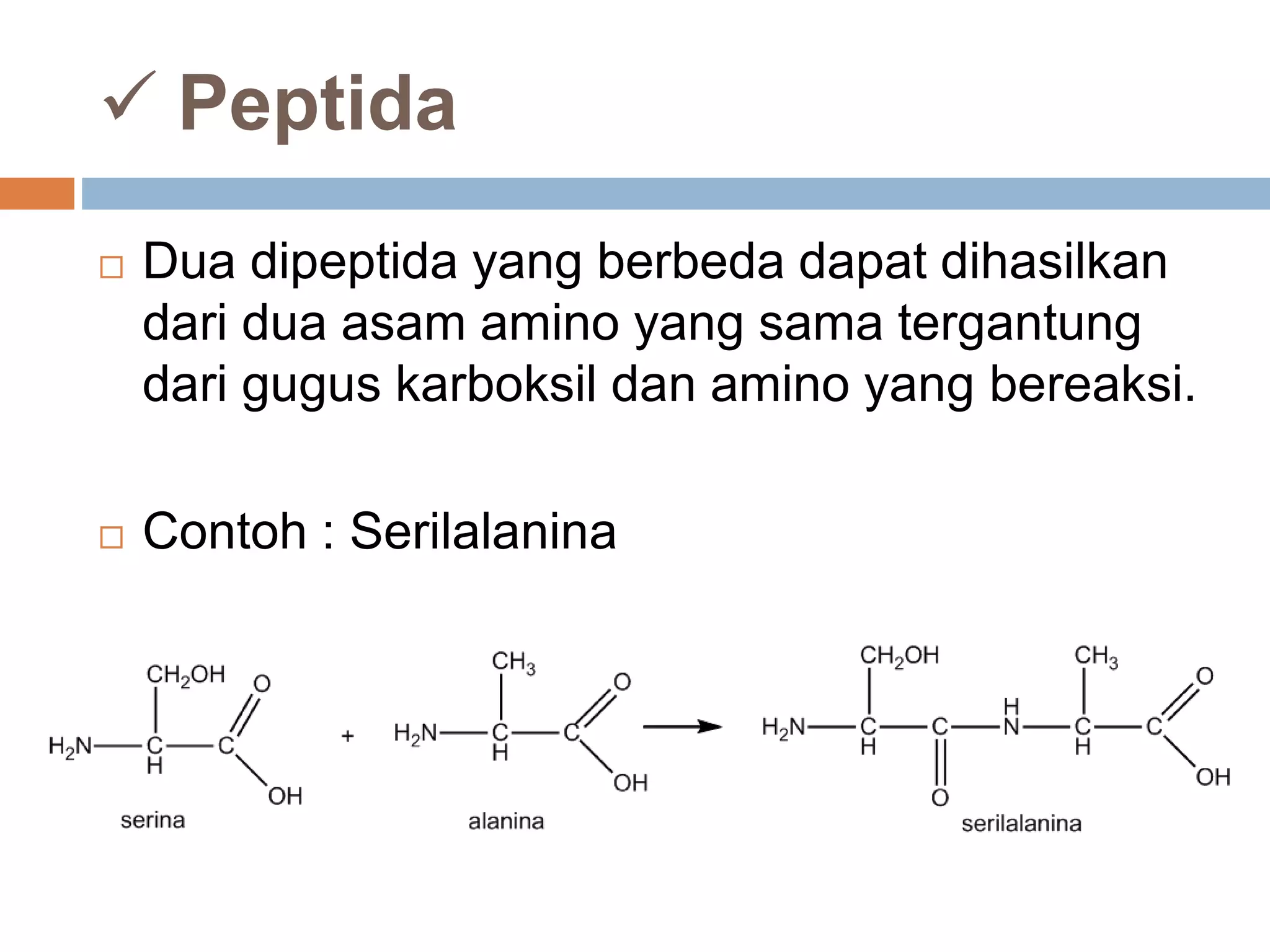  Peptida
 Dua dipeptida yang berbeda dapat dihasilkan
dari dua asam amino yang sama tergantung
dari gugus karboksil dan amino yang bereaksi.
 Contoh : Serilalanina
 