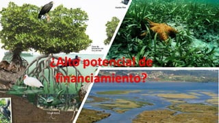 Financiamiento de proyectos de carbono azul: opciones de financiamiento, el sector privado