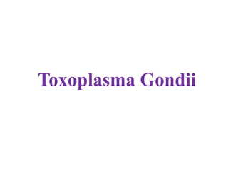 Toxoplasma Gondii
 