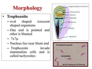 Morphology
• Trophozoite
– oval shaped /crescent
shaped organisms
– One end is pointed and
other is blunted
– 7x7m
– Nucleus lies near blunt end
– Trophozoite invade
mammalian cells and is
called tachyzoites
 