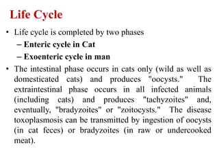 • Life cycle is completed by two phases
– Enteric cycle in Cat
– Exoenteric cycle in man
• The intestinal phase occurs in cats only (wild as well as
domesticated cats) and produces "oocysts." The
extraintestinal phase occurs in all infected animals
(including cats) and produces "tachyzoites" and,
eventually, "bradyzoites" or "zoitocysts." The disease
toxoplasmosis can be transmitted by ingestion of oocysts
(in cat feces) or bradyzoites (in raw or undercooked
meat).
Life Cycle
 