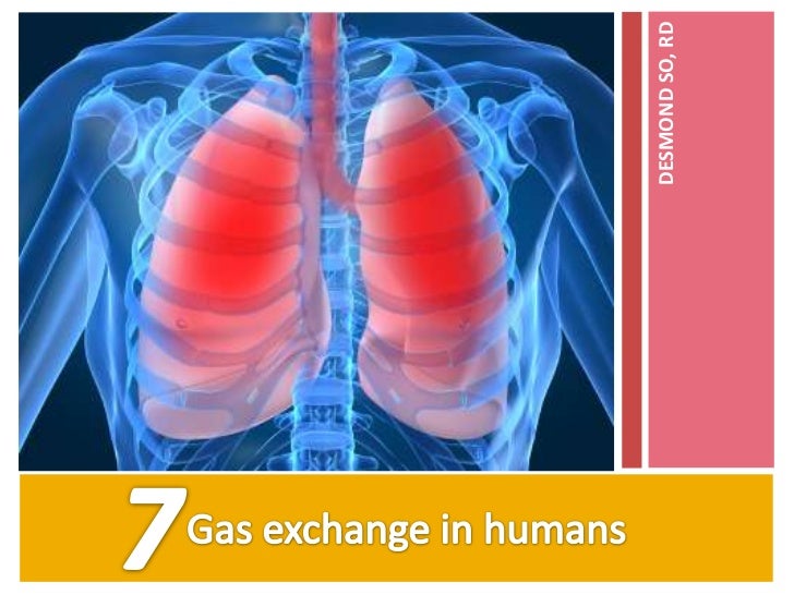 7.1 human breathing system