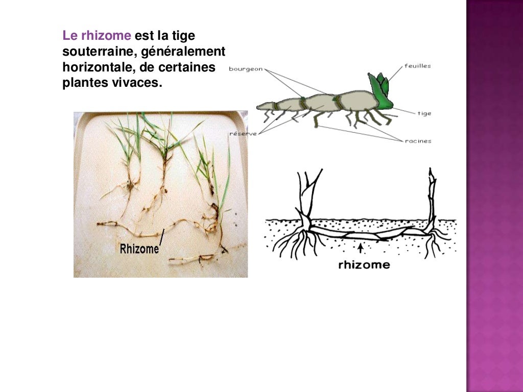 7 1 La Multiplication vegetative des vegetaux 7 1 la multiplication vegetative des vegetaux
