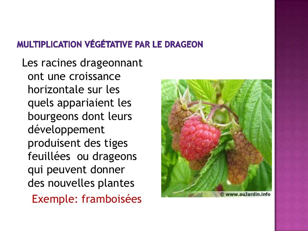 7 1 La Multiplication vegetative des vegetaux 7 1 la multiplication vegetative des vegetaux