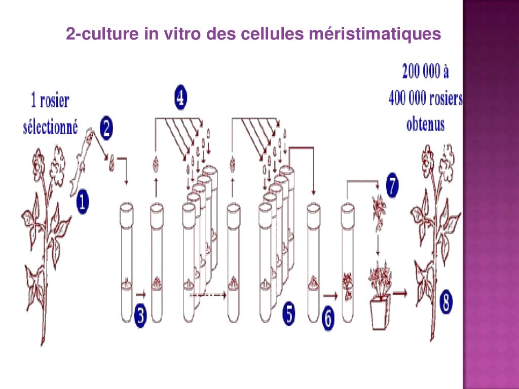 7 1 La Multiplication vegetative des vegetaux 7 1 la multiplication vegetative des vegetaux