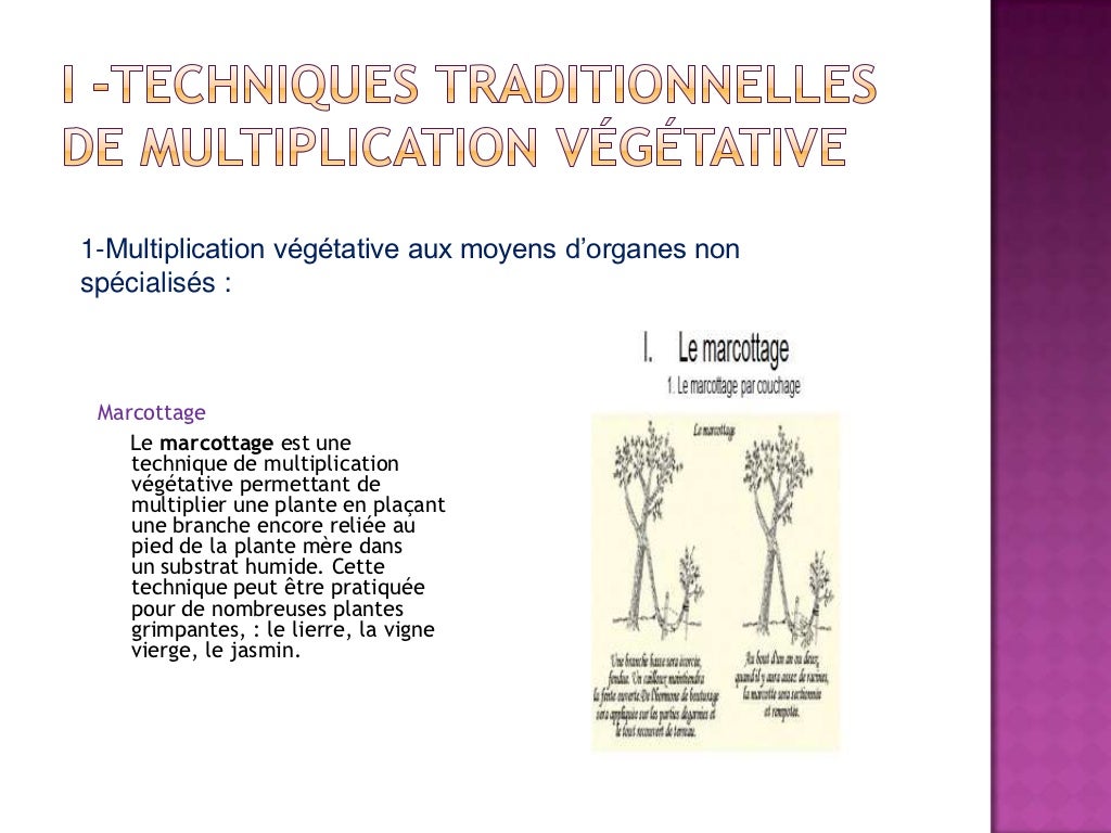 7 1 La Multiplication vegetative des vegetaux 7 1 la multiplication vegetative des vegetaux