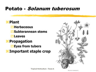 Tropical Horticulture - Texas A&M University
Potato - Solanum tuberosum
Plant
Herbaceous
Subterannean stems
Leaves
Propagation
Eyes from tubers
Important staple crop
 