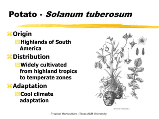 Tropical Horticulture - Texas A&M University
Potato - Solanum tuberosum
Origin
Highlands of South
America
Distribution
Widely cultivated
from highland tropics
to temperate zones
Adaptation
Cool climate
adaptation
 