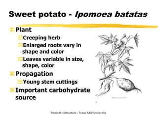 Tropical Horticulture - Texas A&M University
Sweet potato - Ipomoea batatas
Plant
Creeping herb
Enlarged roots vary in
shape and color
Leaves variable in size,
shape, color
Propagation
Young stem cuttings
Important carbohydrate
source
 