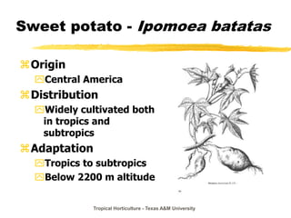 Tropical Horticulture - Texas A&M University
Sweet potato - Ipomoea batatas
Origin
Central America
Distribution
Widely cultivated both
in tropics and
subtropics
Adaptation
Tropics to subtropics
Below 2200 m altitude
 