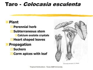 Tropical Horticulture - Texas A&M University
Taro - Colocasia esculenta
Plant
Perennial herb
Subterraneous stem
Calcium oxalate crystals
Heart shaped leaves
Propagation
Suckers
Corm apices with leaf
 