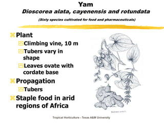 Tropical Horticulture - Texas A&M University
Yam
Dioscorea alata, cayenensis and rotundata
(Sixty species cultivated for food and pharmaceuticals)
Plant
Climbing vine, 10 m
Tubers vary in
shape
Leaves ovate with
cordate base
Propagation
Tubers
Staple food in arid
regions of Africa
 