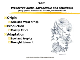 Tropical Horticulture - Texas A&M University
Yam
Dioscorea alata, cayenensis and rotundata
(Sixty species cultivated for food and pharmaceuticals)
Origin
Asia and West Africa
Production
Mainly Africa
Adaptation
Lowland tropics
Drought tolerant
 
